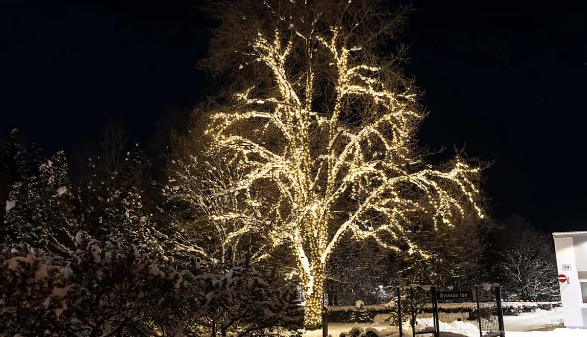 Gece karlı parkta ince dallarına kadar sıcak beyaz LED sarılmış geniş ağaç